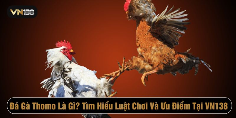 Đá gà thomo VN138