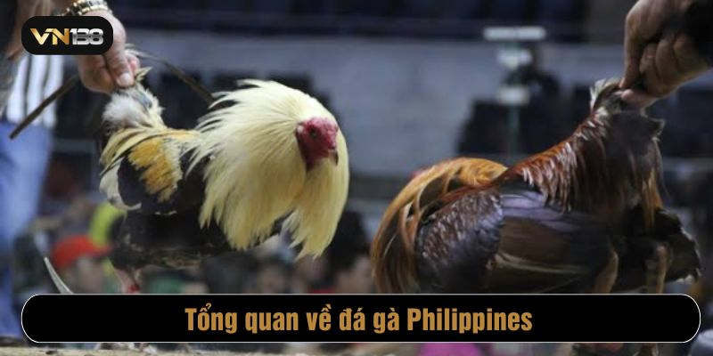 Đá gà Philippine VN138 được tái hiện qua nền tảng trực tuyến hiện đại