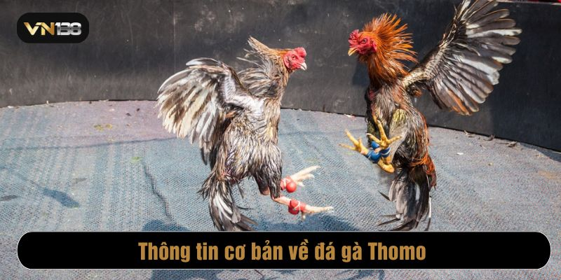 Đá gà Thomo là một món ăn tinh thần thu hút hàng ngàn kê thủ