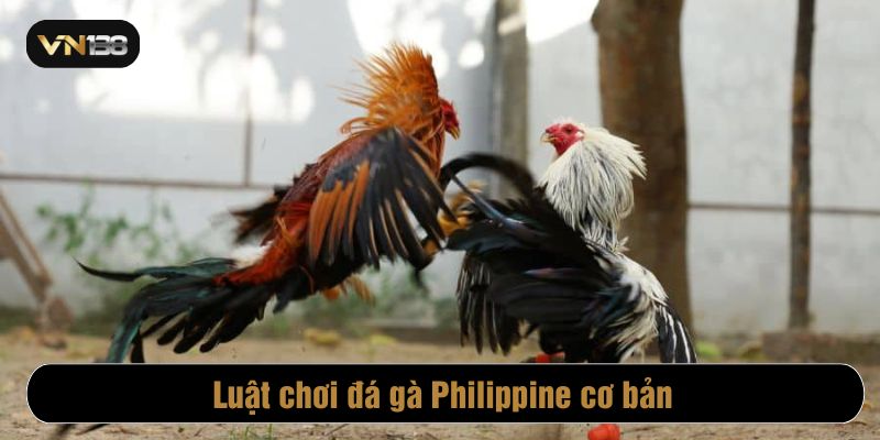 Các chiến kê được phân loại theo trọng lượng