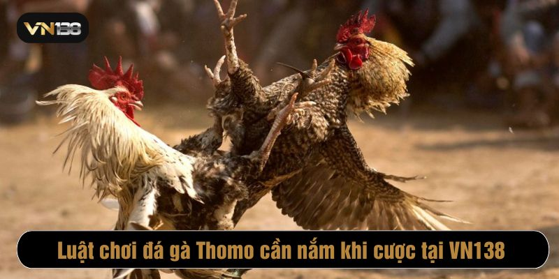 Mỗi hiệp đá gà thomo thường kéo dài 15 phút