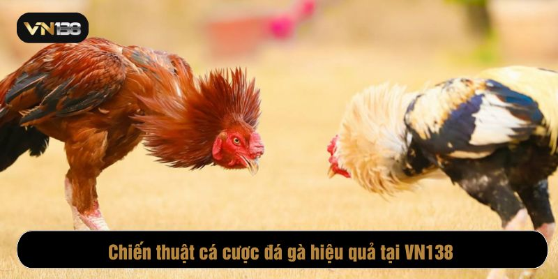 Nghiên cứu thật kỹ chiến kê qua những ván đấu trước đó